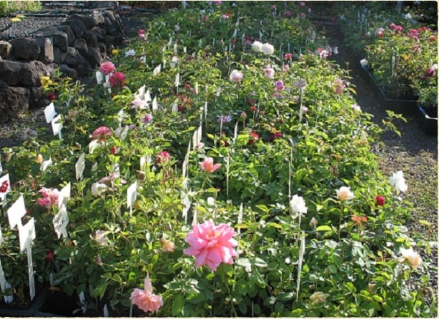 roses in band pots