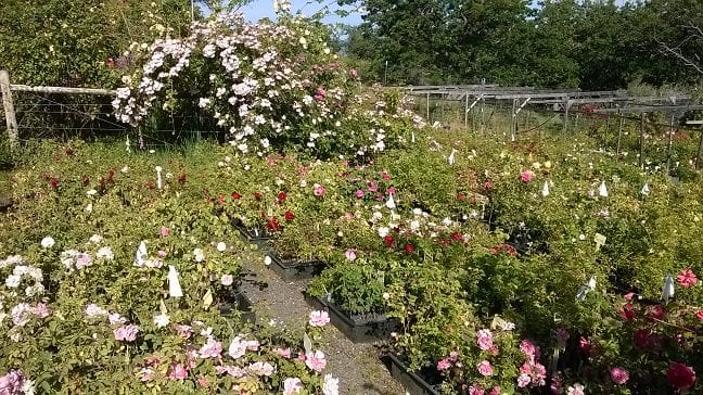 roses in band pots