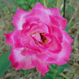Traviata