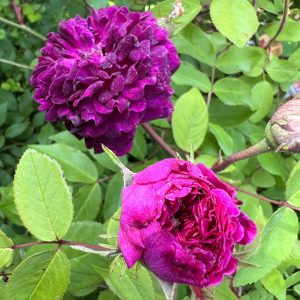 Chintimini Purple