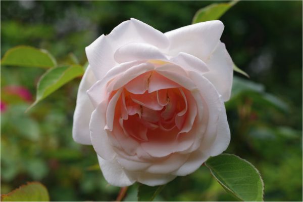 Mme Melanie Willermoz - Rogue Valley Roses