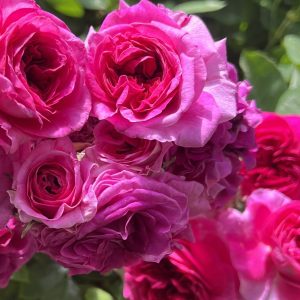 Violet Profund
