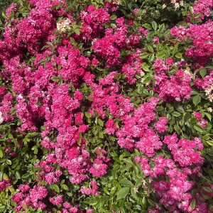 Super Excelsa