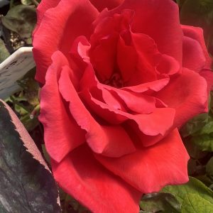 Fragrant Cloud