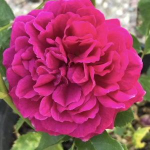 Clara Thomson