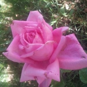 Perfume Delight