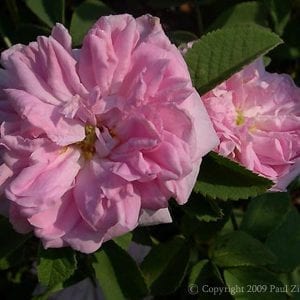 Agatha Incarnata