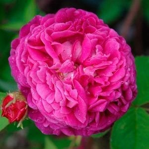 Aimable Rouge