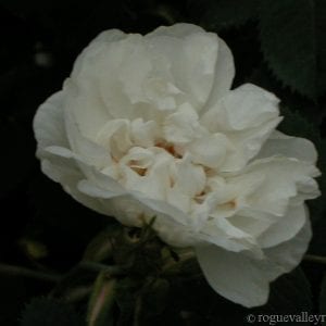 Alba Maxima
