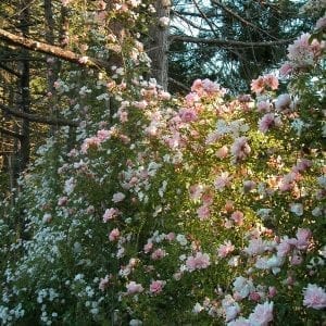 Albertine