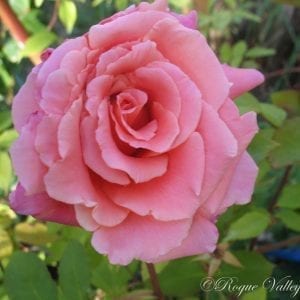 スタイリング剤 ROSE 1940 to 1949 - Rogue Valley Roses
