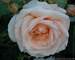 Apricot Nectar