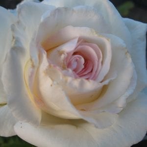 1940 to 1949 - Rogue Valley Roses