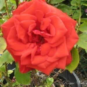 Baccara