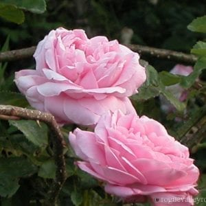 Baroness Rothschild