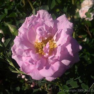 Beauty of Liefland