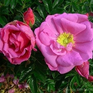 Bella Nitida