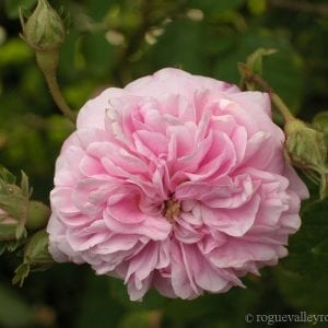 Bella Donna