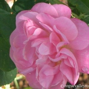 1940 to 1949 - Rogue Valley Roses