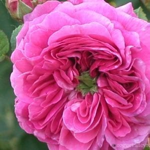 Belle Herminie