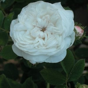 Blanche Moreau