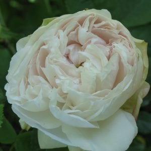 Blanchefleur