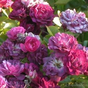 Bleu Magenta