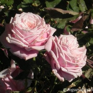Blossomtime