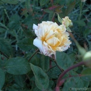 Blumenschmidt