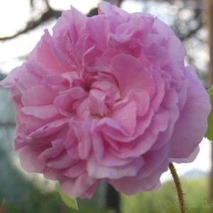 Blush Hip