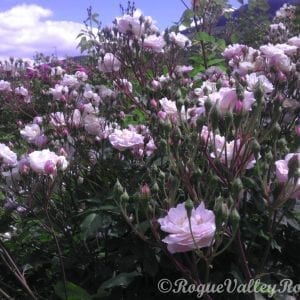 Blush Noisette