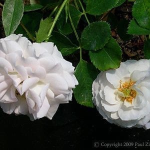 Bordure Blanche
