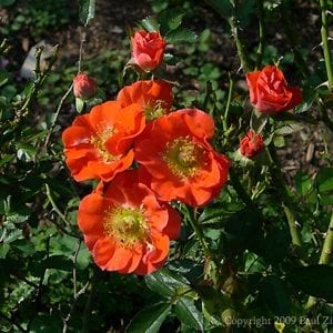 Bud Meyers