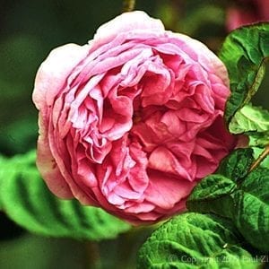 Bullata