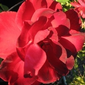 1940 to 1949 - Rogue Valley Roses