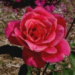 1940 to 1949 - Rogue Valley Roses