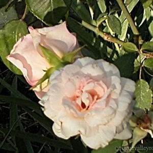 Catherine Mermet