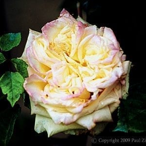 Chromatella