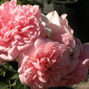 Comtesse de Segur
