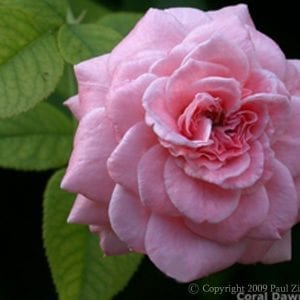 Coral Dawn