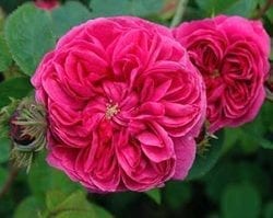 Crested Damask™