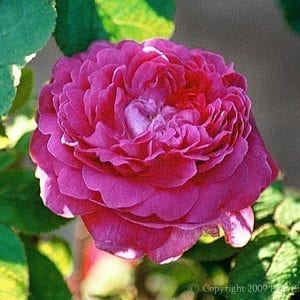 Crimson Globe