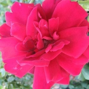 Crimson Glory