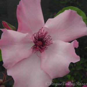 Dainty Bess