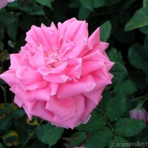 Dame Edith Helen