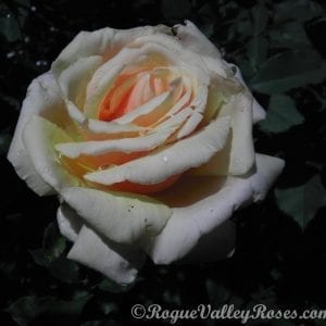 1940 to 1949 - Rogue Valley Roses