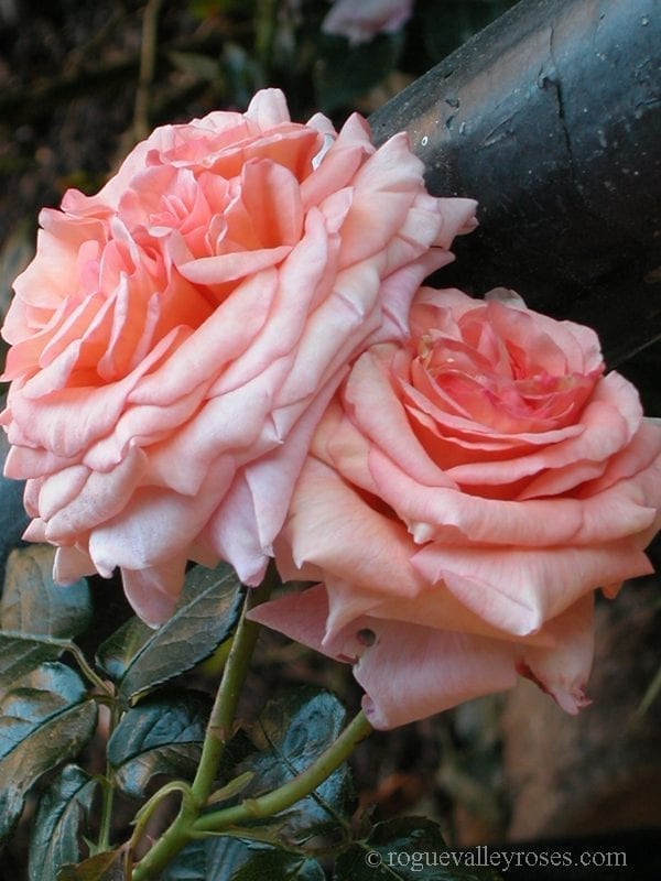 Dixieland Linda - Rogue Valley Roses
