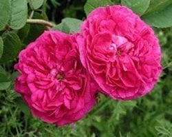 Duc de Guiche