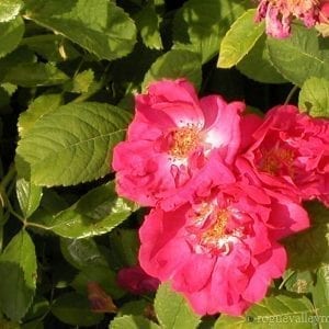 Duchess of Portland (Portland Rose)