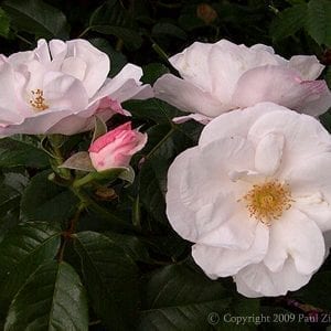 E. B. LeGrice